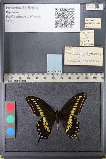 Media type: image;   Entomology 143132